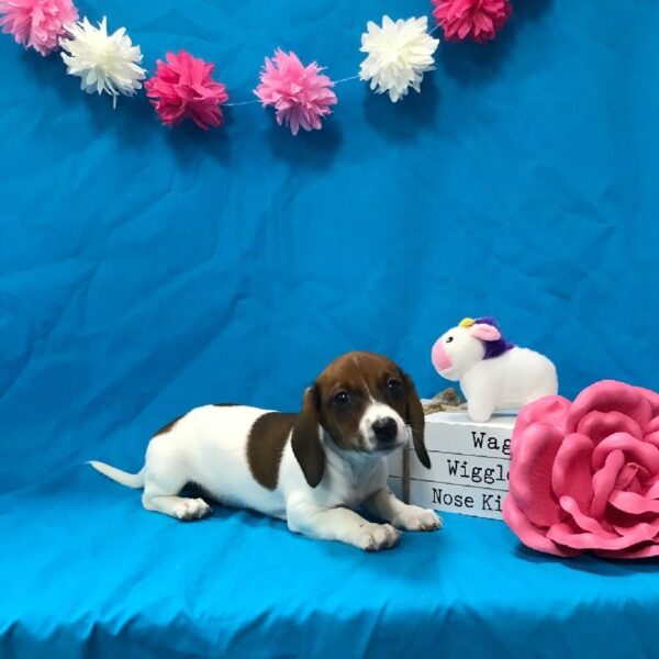 Dachshund DOG Female Red 3473 Petland Memphis, TN