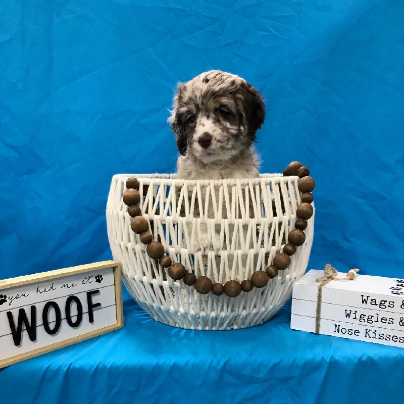 Cockapoo Puppy White / Chocolate ID:3471 Located at Petland Memphis ...