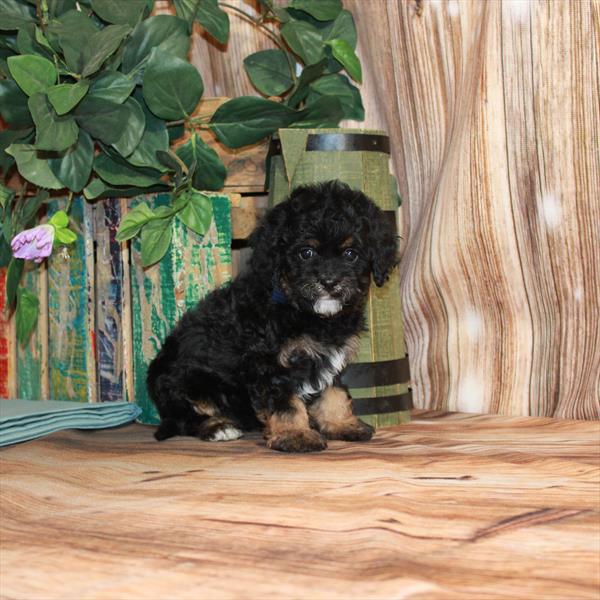 Cavapoo DOG Female Black / Tan 3530 Petland Memphis, TN