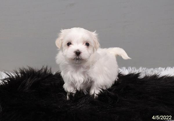 Maltese DOG Female White 3533 Petland Memphis, TN