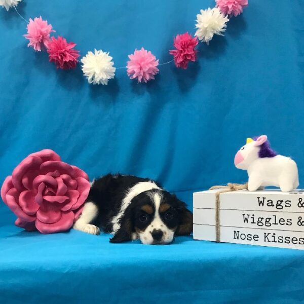 Cavalier King Charles Spaniel DOG Female Black White / Tan 3551 Petland Memphis, TN