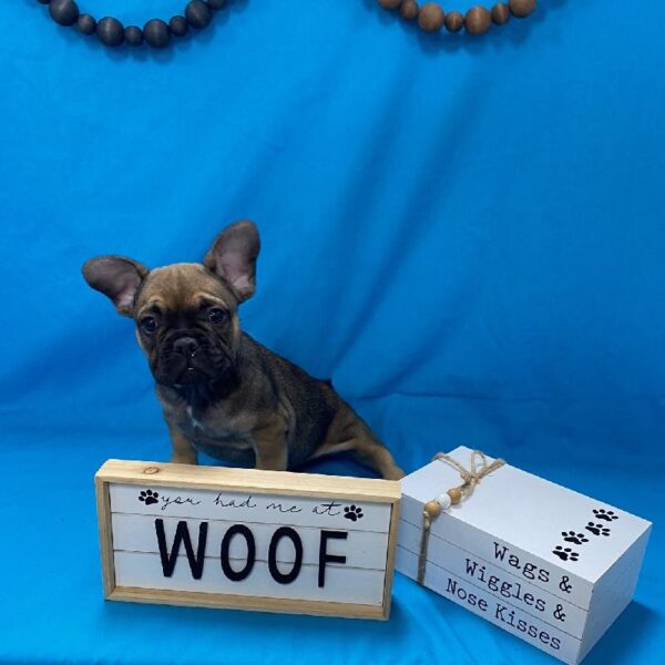 French Bulldog DOG Male Fawn 3552 Petland Memphis, TN