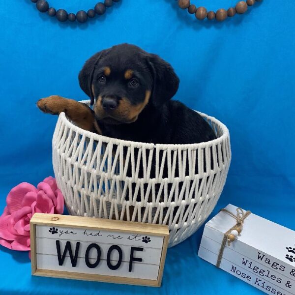 Rottweiler DOG Male Black / Tan 3586 Petland Memphis, TN