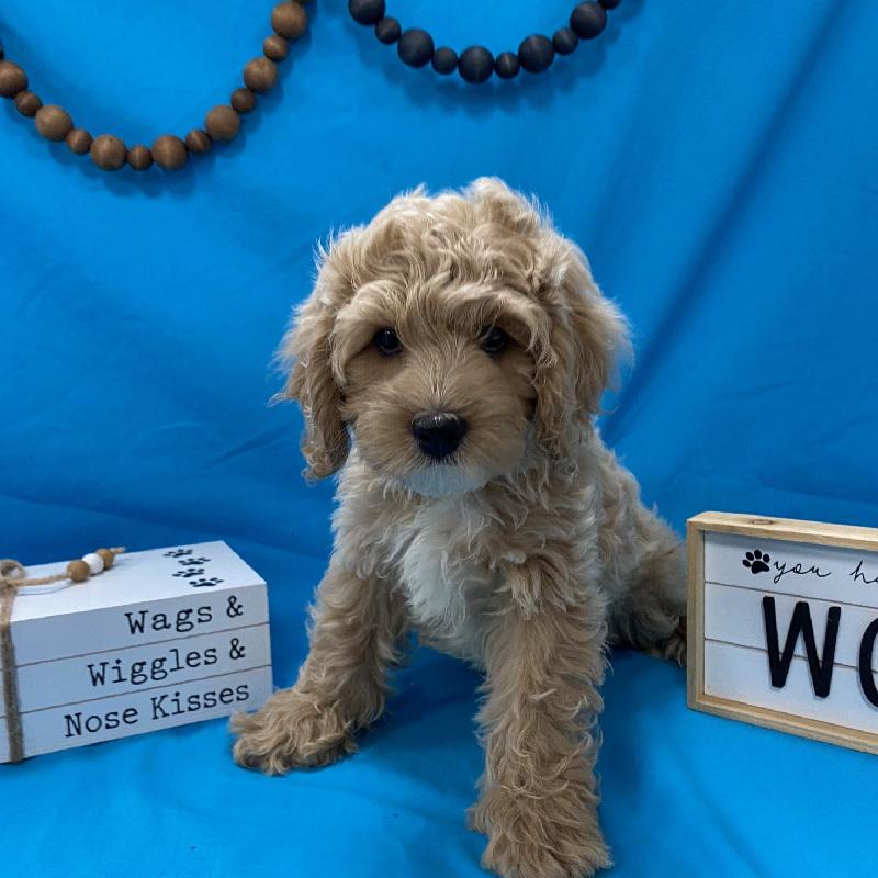 Cockapoo Puppy BF ID:3646 Located at Petland Memphis, Tennessee