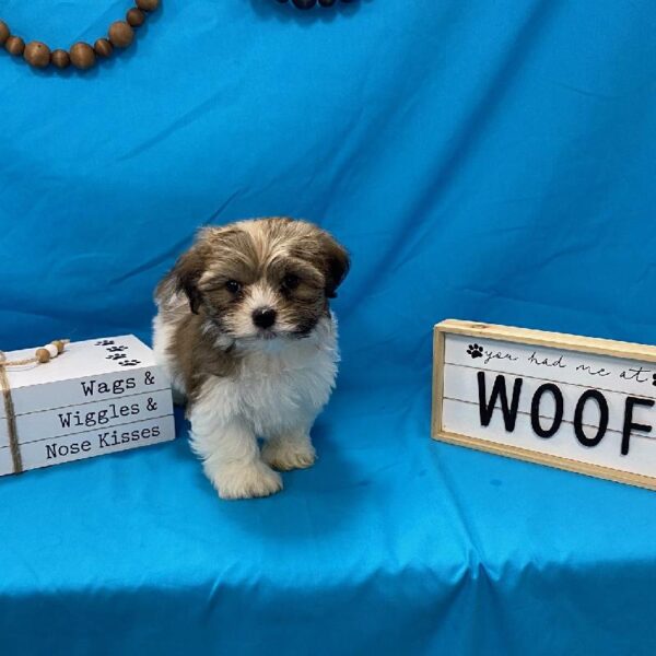 Havanese DOG Male Sable, White, & Parti 3648 Petland Memphis, TN