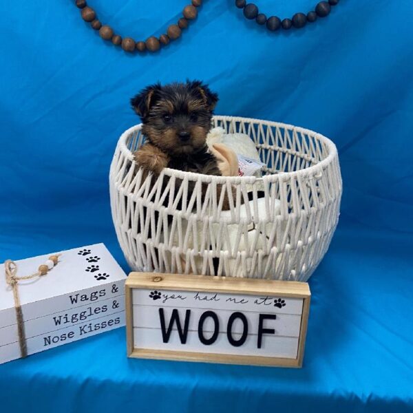 Yorkie DOG Male Black / Tan 3601 Petland Memphis, TN