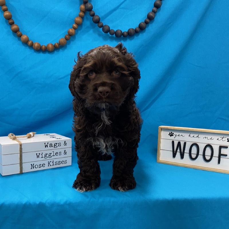 Cocker Spaniel Puppy Chocolate ID:3604 Located at Petland Memphis ...