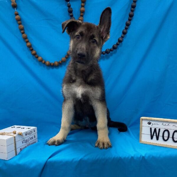 German Shepherd DOG Male Black / Tan 3602 Petland Memphis, TN