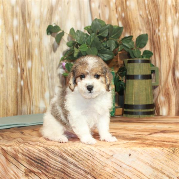 Poodle-DOG-Male-Merle-3698-Petland Memphis, TN