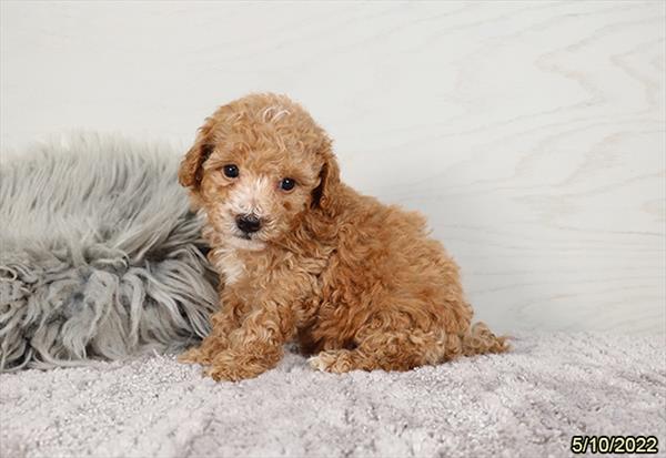 Poodle-DOG-Male-Apricot-3747-Petland Memphis, TN