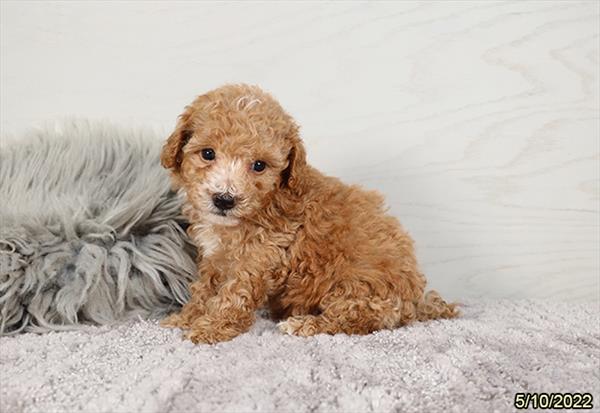 Poodle DOG Male Apricot 3747 Petland Memphis, TN