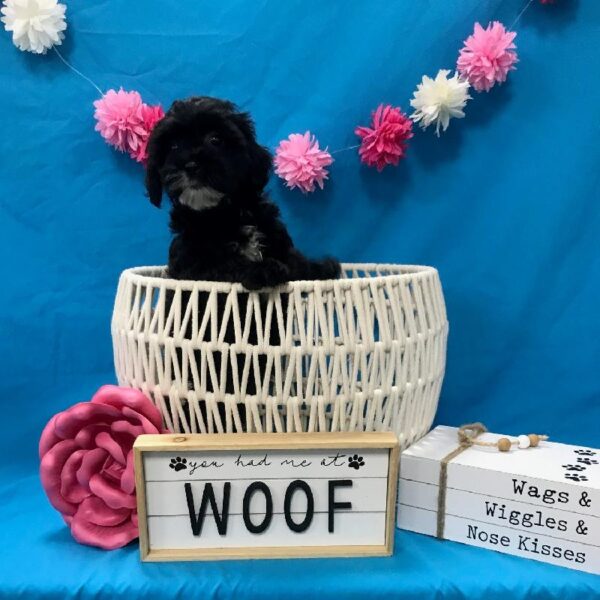 Poodle/Shih Tzu DOG Female Black 3749 Petland Memphis, TN