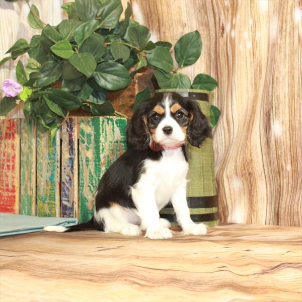 Cavalier King Charles Spaniel DOG Female Black White / Tan 3838 Petland Memphis, TN