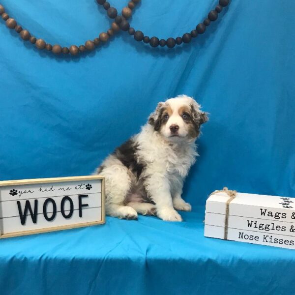 Australian Shepherd DOG Male Chocolate Merle 3919 Petland Memphis, TN