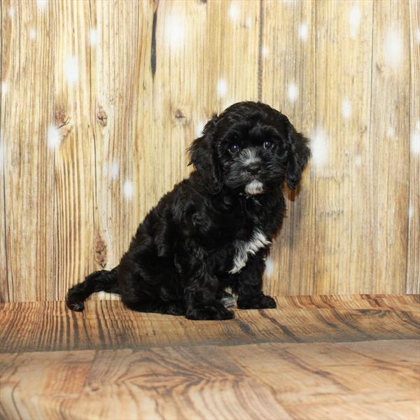 Cavapoo DOG Male Black 3954 Petland Memphis, TN