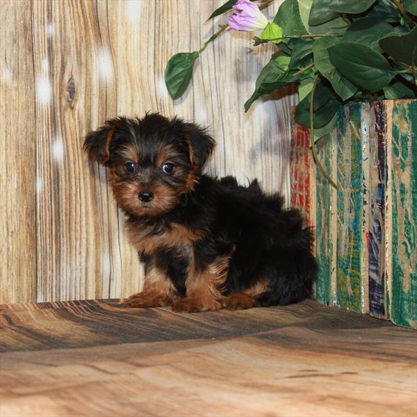 Yorkie DOG Female Black / Tan 3956 Petland Memphis, TN