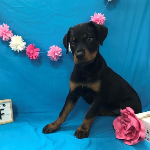 Rottweiler DOG Female Blck & Mhgy 4025 Petland Memphis, TN