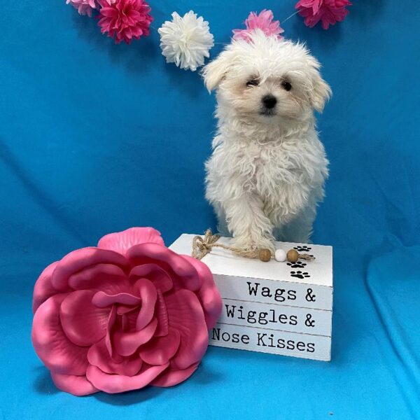 Maltese DOG Female White 4087 Petland Memphis, TN