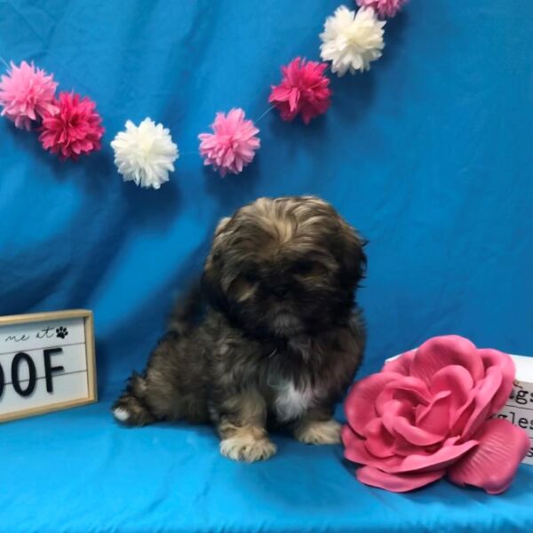 Shih Tzu DOG Female Golden & White 4104 Petland Memphis, TN