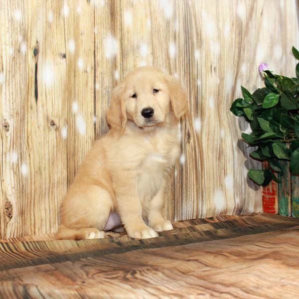 Golden Retriever DOG Female Golden 4149 Petland Memphis, TN