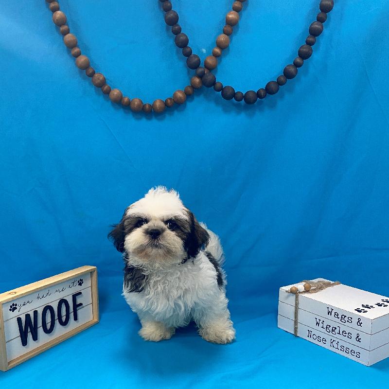 Shih Tzu Shih Tzu Petland Memphis, TN