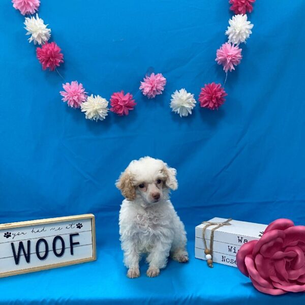 Poodle DOG Female White / Apricot 4174 Petland Memphis, TN