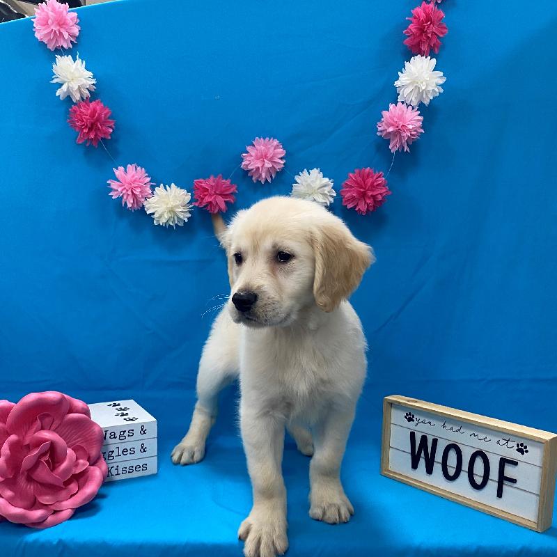 Golden Retriever Puppy Golden ID4191 Located at Petland Memphis, TN