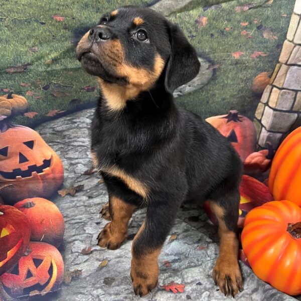 Rottweiler DOG Female Black & Tan 43 Petland Memphis, TN