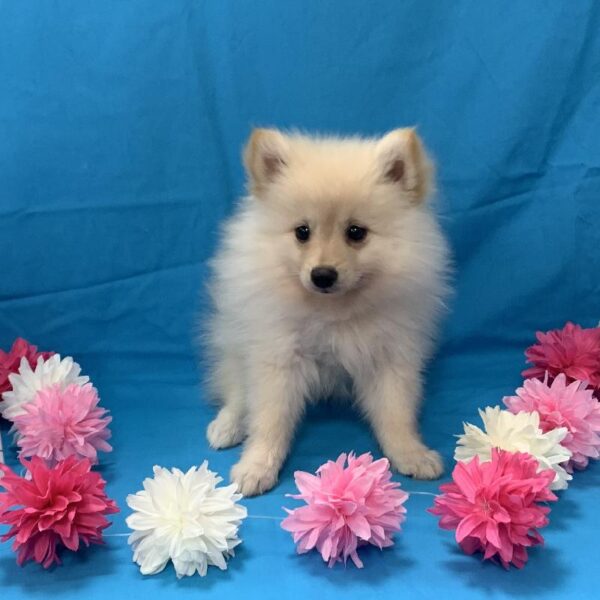 Pomeranian DOG Female Cream 4313 Petland Memphis, TN