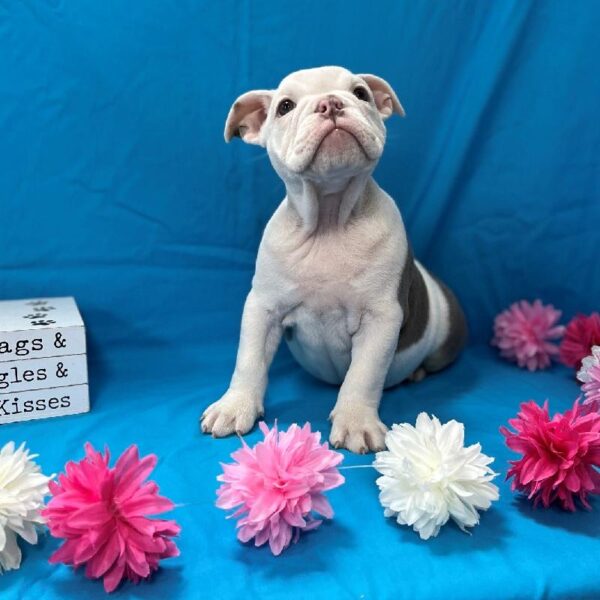 English Bulldog DOG Female Lilac Pied 4383 Petland Memphis, TN