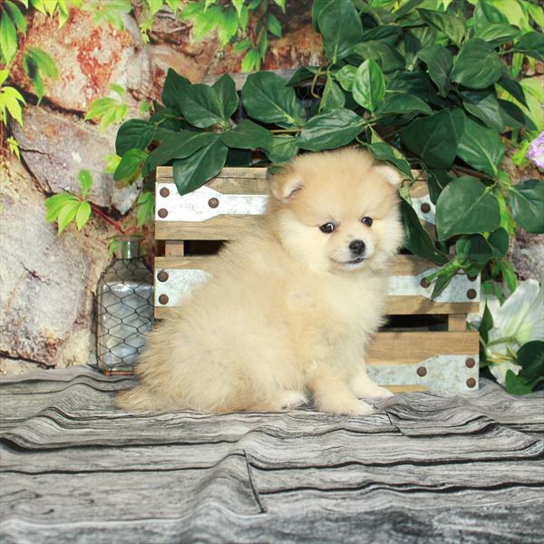 Pomeranian DOG Female Orange Merle 4432 Petland Memphis, TN