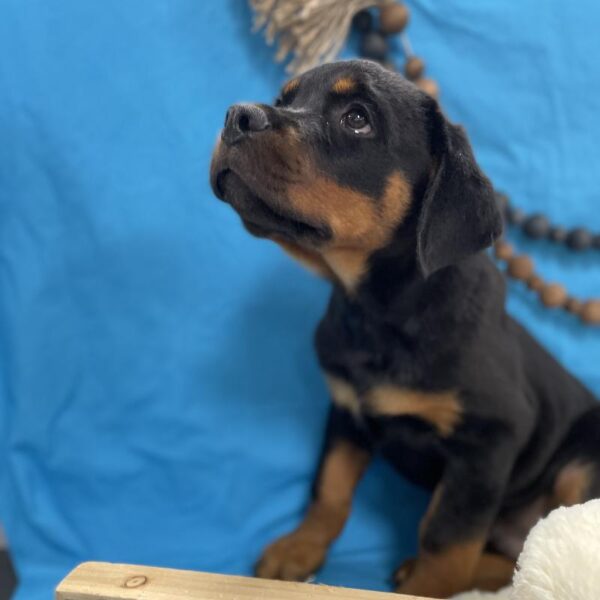 Rottweiler DOG Male Black / Tan 4455 Petland Memphis, TN