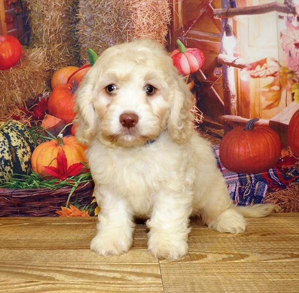 Cockapoo DOG Male Apricot 4481 Petland Memphis, TN