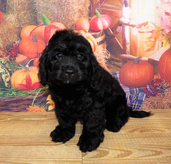 Cockapoo DOG Female Black 4482 Petland Memphis, TN