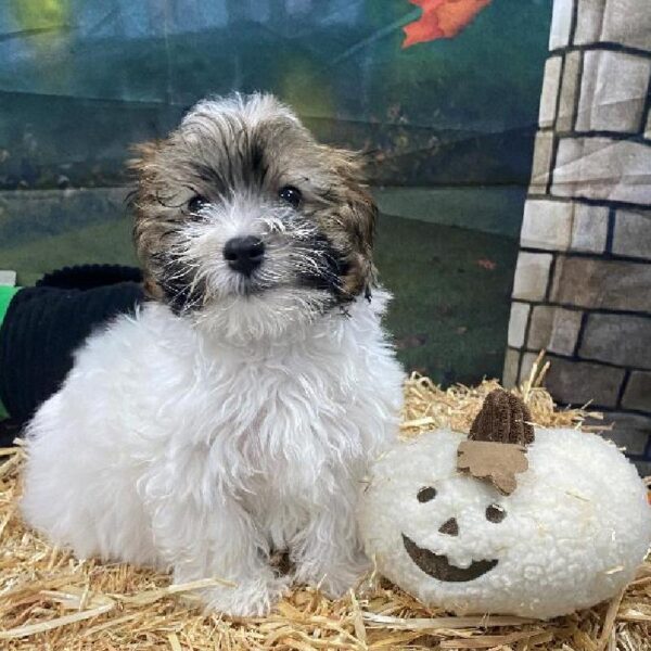 Havanese DOG Male White & Sable 3 Petland Memphis, TN