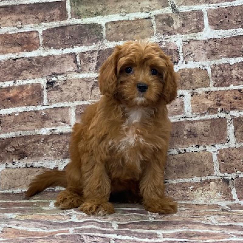 Cavapoo Puppy rd ID:557 Located at Petland Memphis, Tennessee