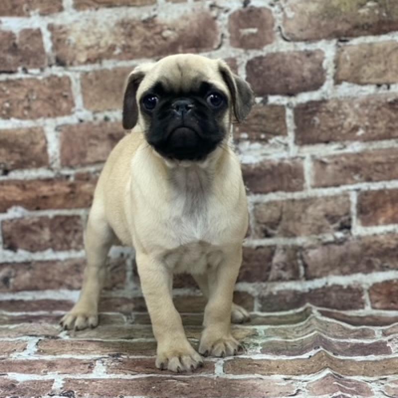 Pug Puppy fn ID:569 Located at Petland Memphis, Tennessee
