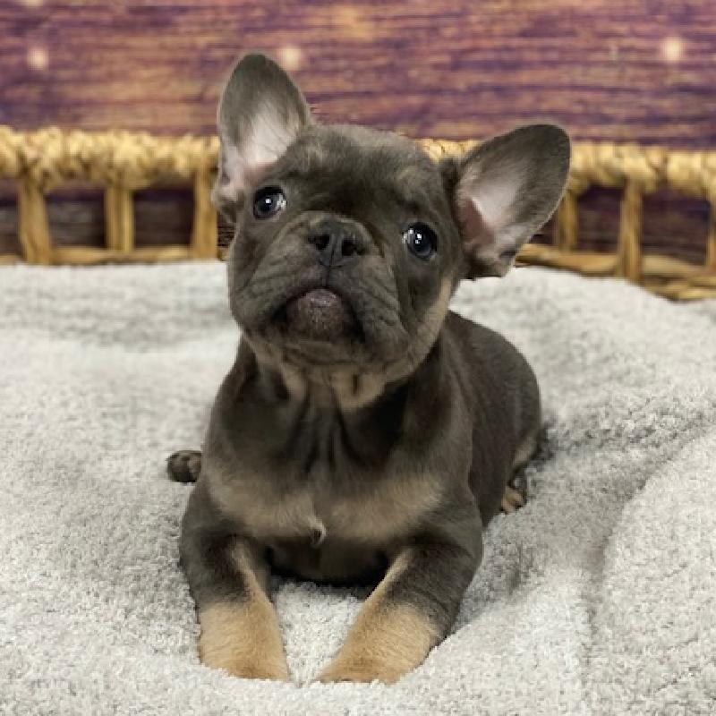 Pelagiia i belyi buldog. Pelagiia … French Bulldog Puppy BRINDLE ID:27932 Located at Petland Racine