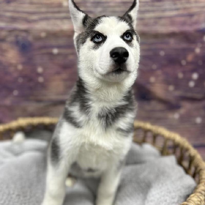 siberian husky CD4枚 10245.jpg