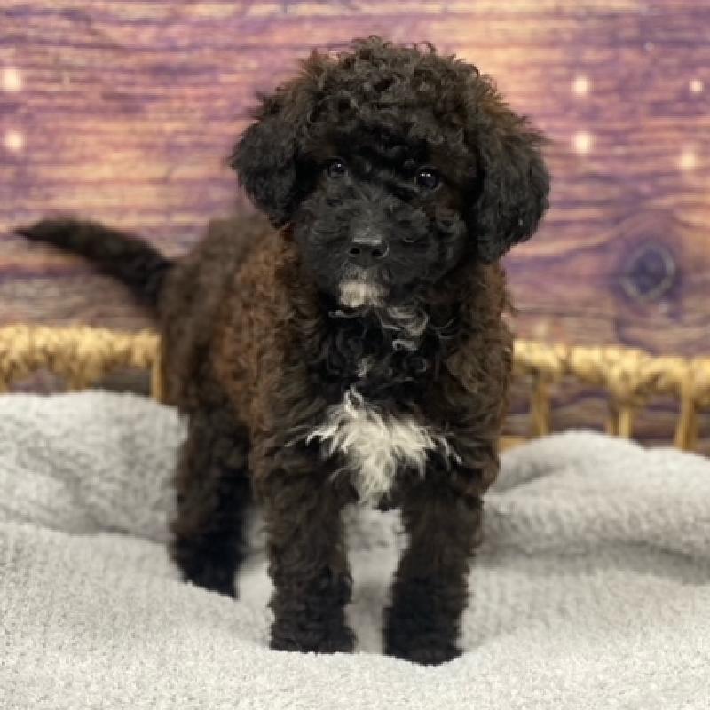 Cockapoo Puppy choc mrl ID:4717 Located at Petland Memphis, Tennessee