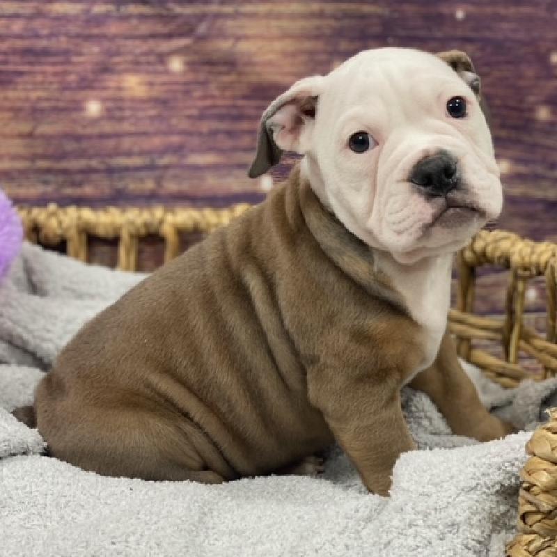 Victorian Bulldog Puppy bl fn ID:4786 Located at Petland Memphis