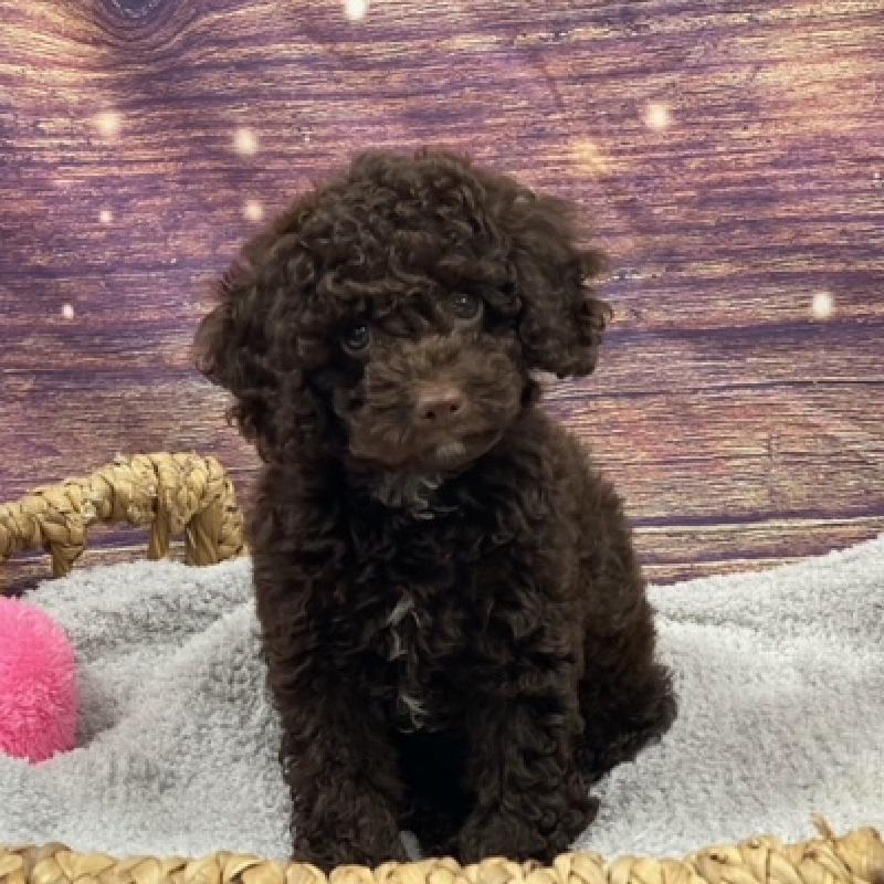Cockapoo Puppy chlt ID:4844 Located at Petland Memphis, Tennessee