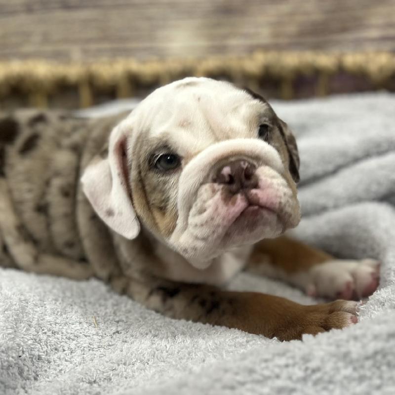 English Bulldog Puppy lile mrl ID:5036 Located at Petland Memphis