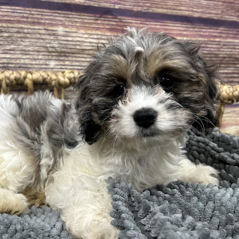 Cockapoo Puppy Blue Roan and Tan ID:5062 Located at Petland Memphis, TN