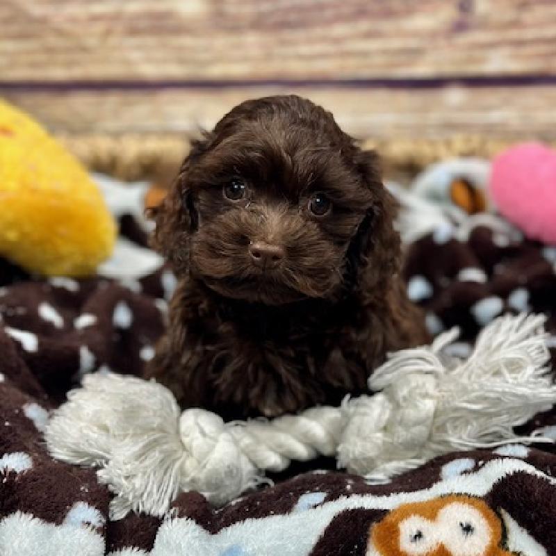Cockapoo Puppy Chlt ID:5133 Located at Petland Memphis, Tennessee