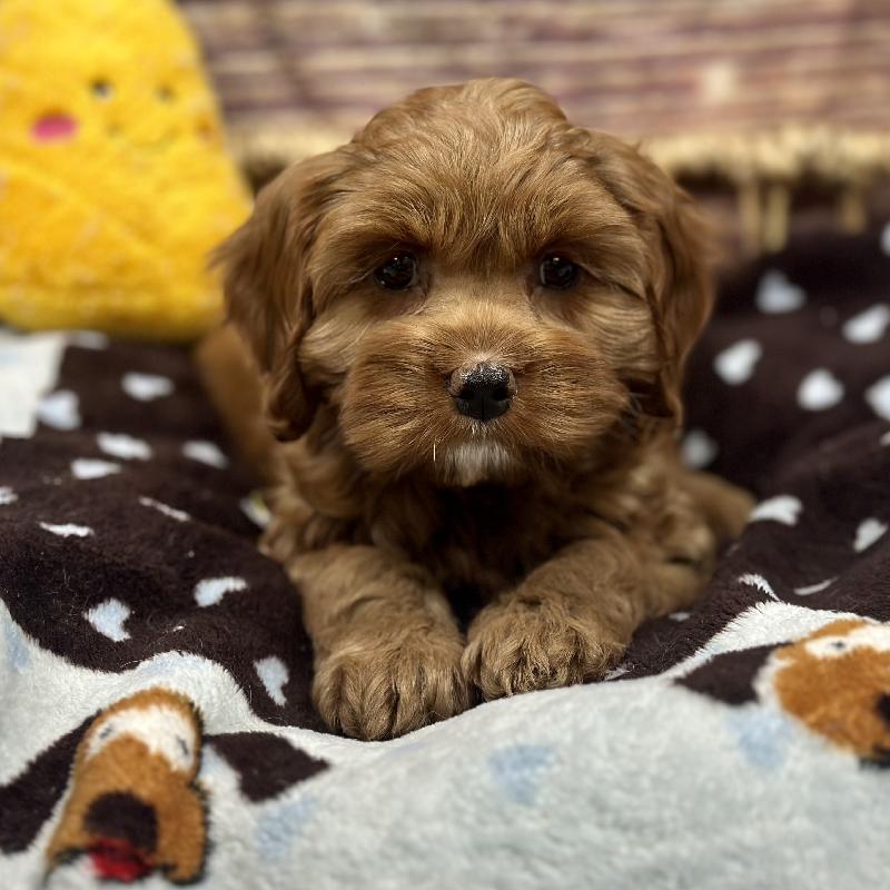 Cavapoo Puppy Rd ID:5178 Located at Petland Memphis, Tennessee