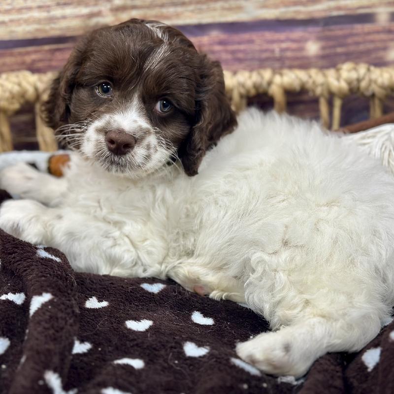 Cockapoo Puppy Wh & Chlt ID:5199 Located at Petland Memphis, Tennessee