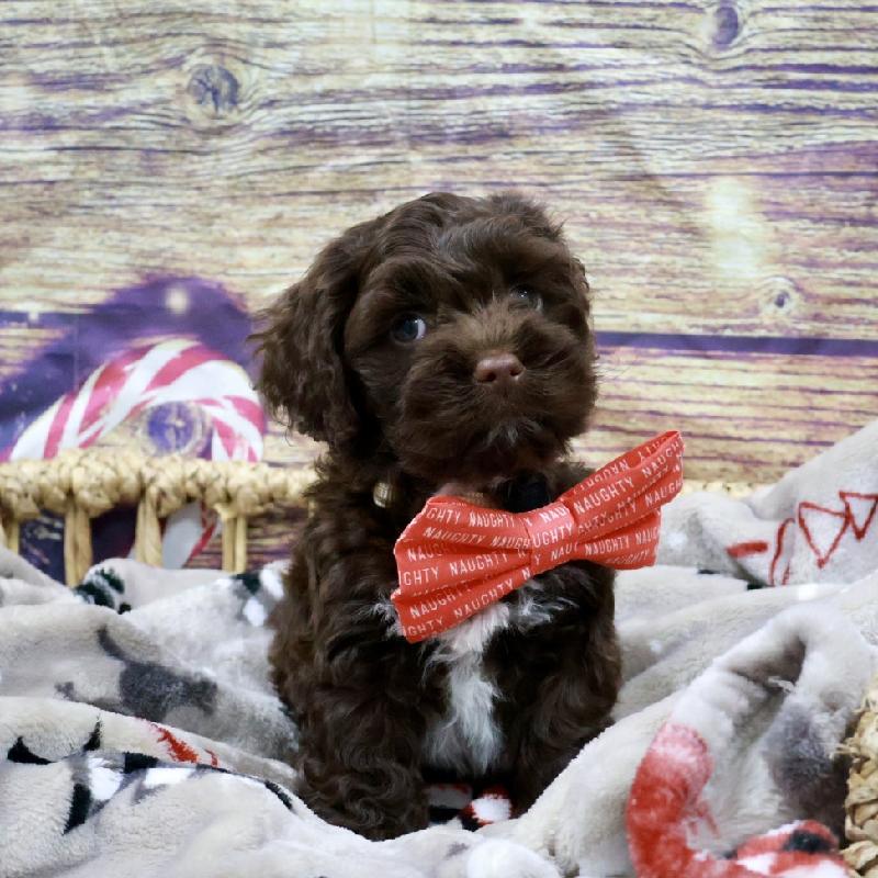 Cockapoo Puppy Chlt ID:5240 Located at Petland Memphis, Tennessee