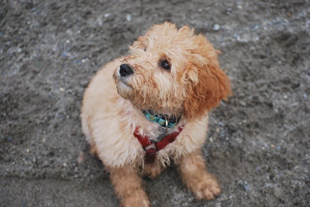 The Ultimate Goldendoodle Puppy Checklist: What You Need Before Day One