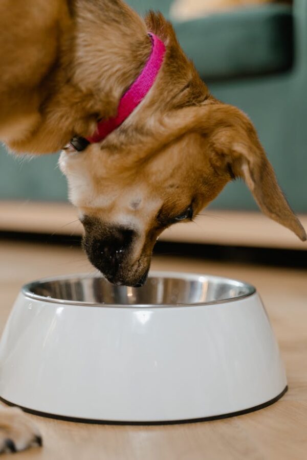 Overfeeding Puppies